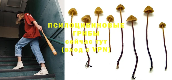 прущие грибы Абинск